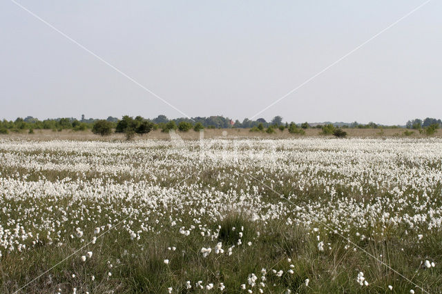 Veenpluis (Eriophorum angustifolium)