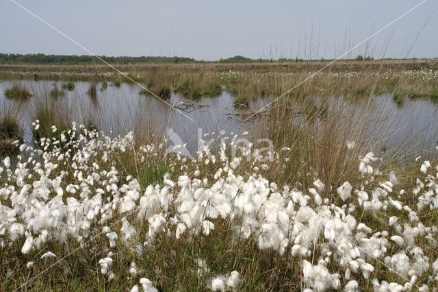 Veenpluis (Eriophorum angustifolium)