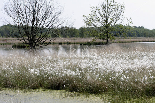 Veenpluis (Eriophorum angustifolium)