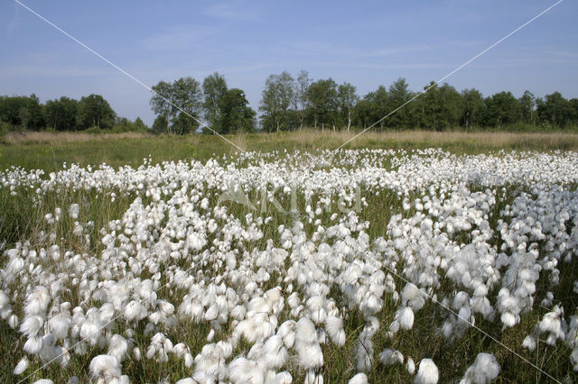 Veenpluis (Eriophorum angustifolium)