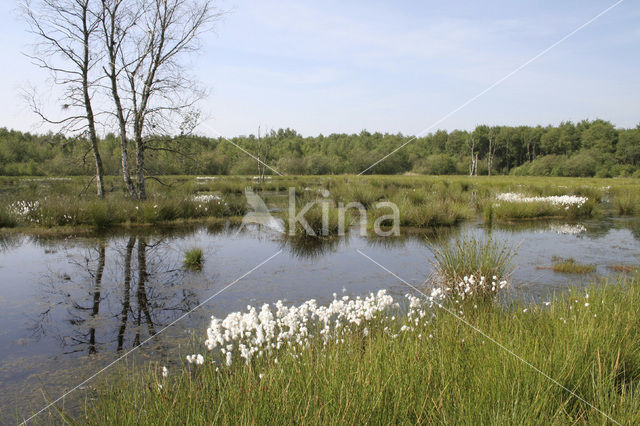 Veenpluis (Eriophorum angustifolium)