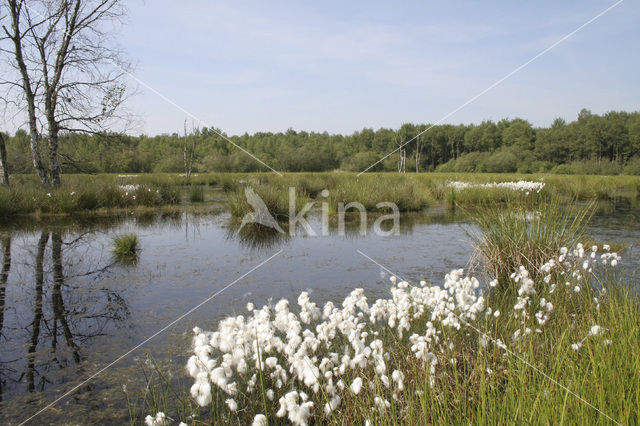 Veenpluis (Eriophorum angustifolium)