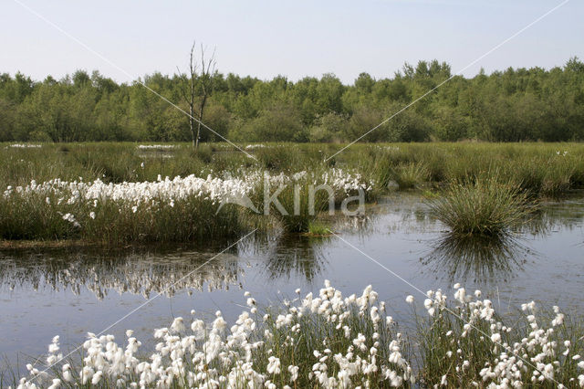 Veenpluis (Eriophorum angustifolium)