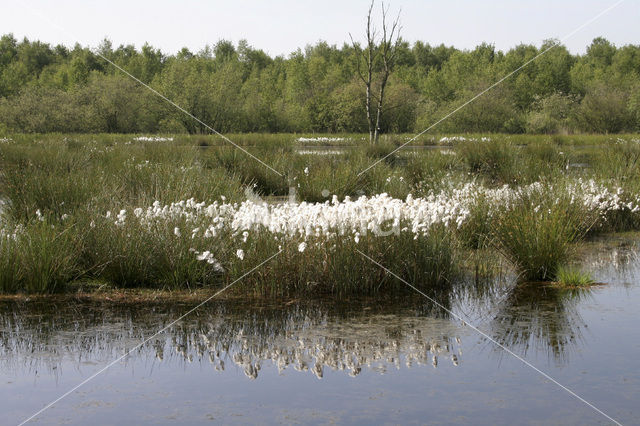 Veenpluis (Eriophorum angustifolium)