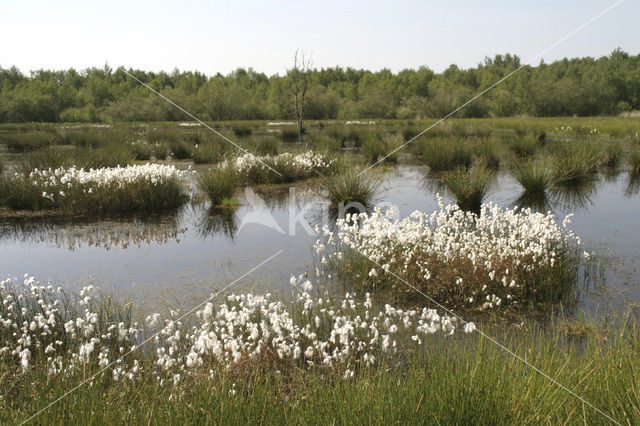 Veenpluis (Eriophorum angustifolium)