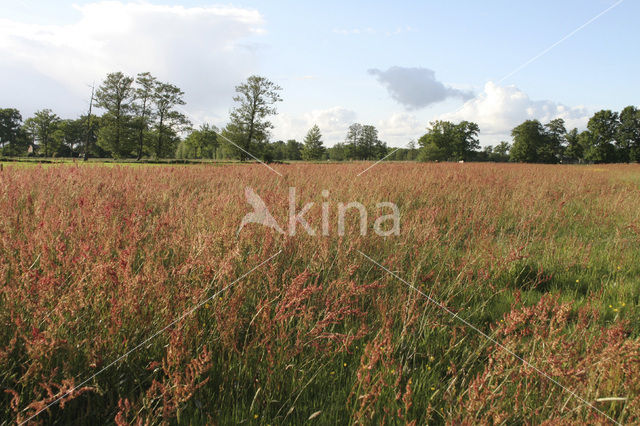 Veldzuring (Rumex acetosa)