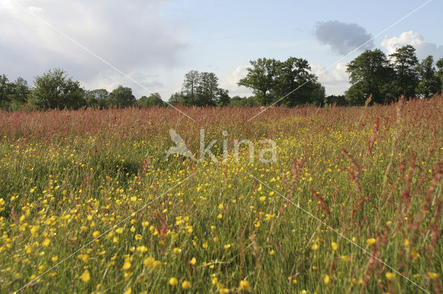 Veldzuring (Rumex acetosa)