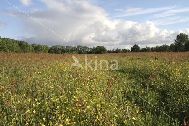 Veldzuring (Rumex acetosa)