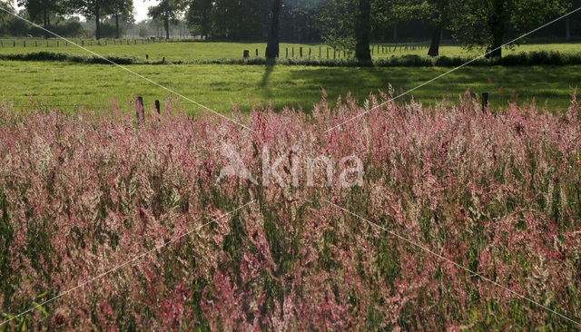 Veldzuring (Rumex acetosa)