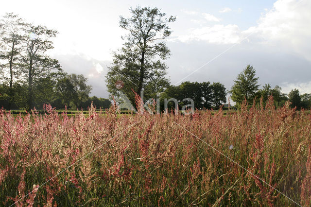 Veldzuring (Rumex acetosa)