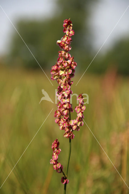 Veldzuring (Rumex acetosa)