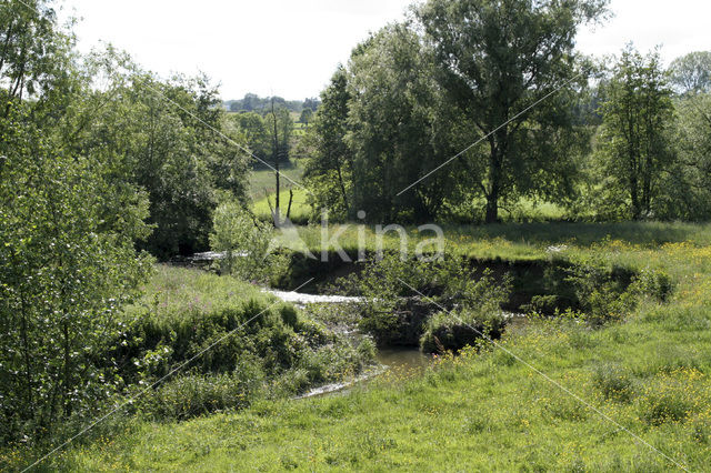 Veldzuring (Rumex acetosa)