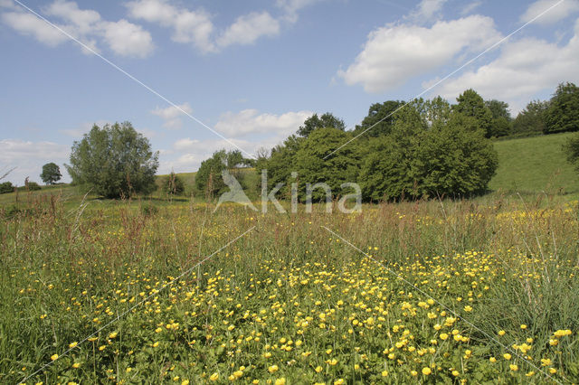 Veldzuring (Rumex acetosa)