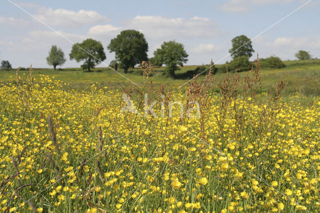 Veldzuring (Rumex acetosa)