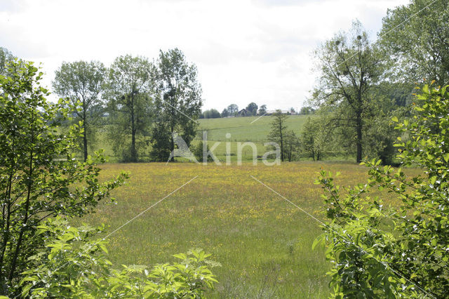 Common Sorrel (Rumex acetosa)