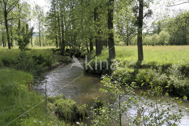 Veldzuring (Rumex acetosa)