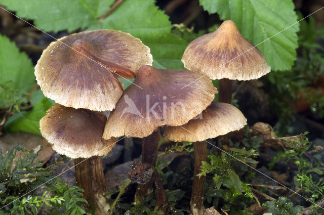 Vezelkop (Inocybe spec.)