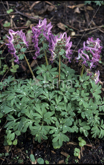 Vingerhelmbloem (Corydalis solida)