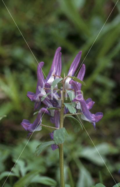 Vingerhelmbloem (Corydalis solida)