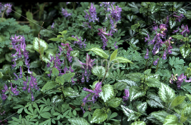 Vingerhelmbloem (Corydalis solida)