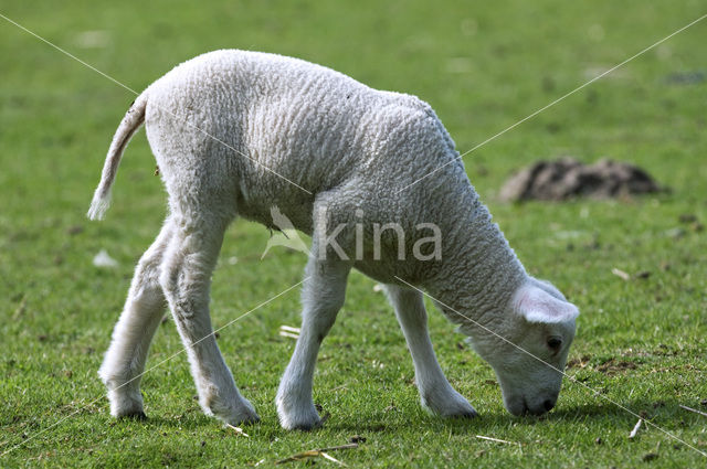 Vlaams schaap