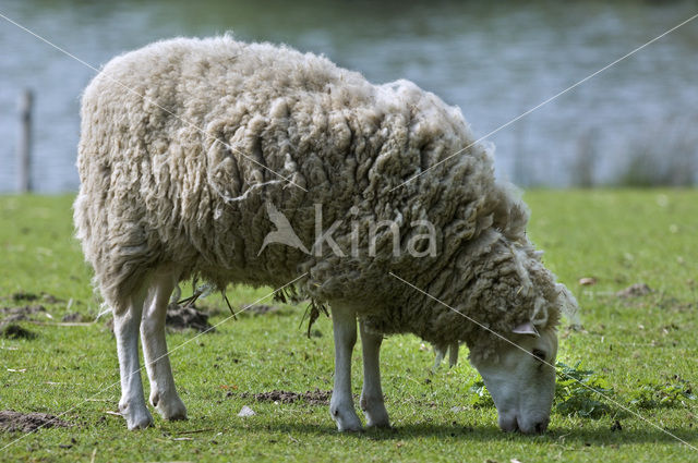 Vlaams schaap