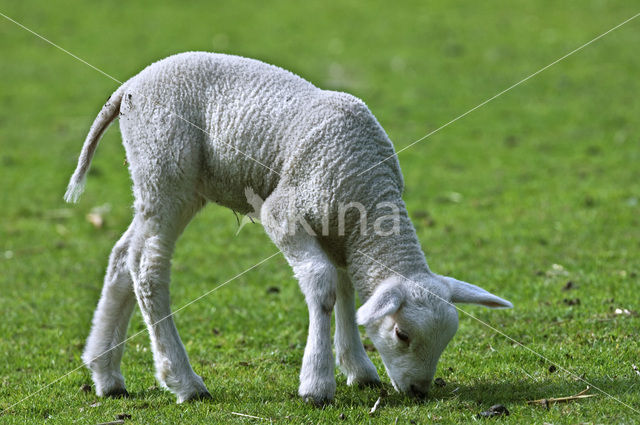 Vlaams schaap