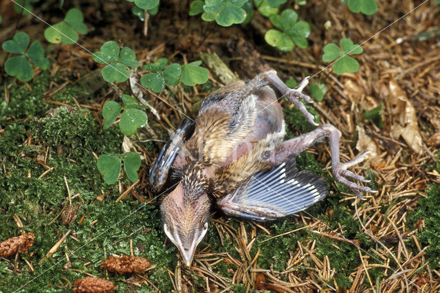 Vlaamse Gaai (Garrulus glandarius)