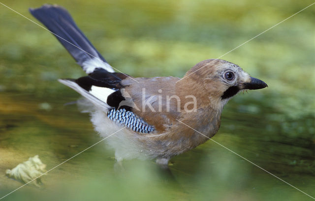 Vlaamse Gaai (Garrulus glandarius)