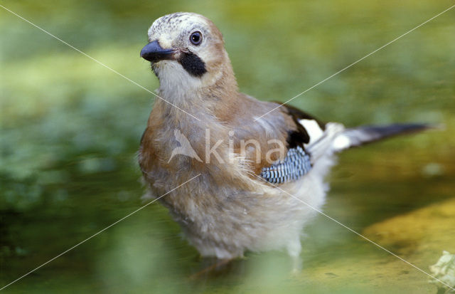 Vlaamse Gaai (Garrulus glandarius)