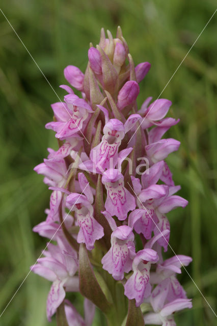 Early Marsh-orchid (Dactylorhiza incarnata)