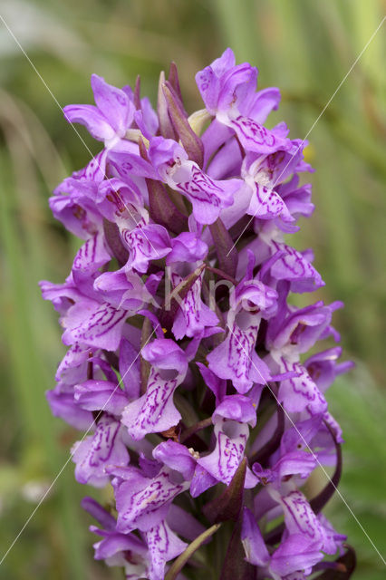 Vleeskleurige orchis (Dactylorhiza incarnata)