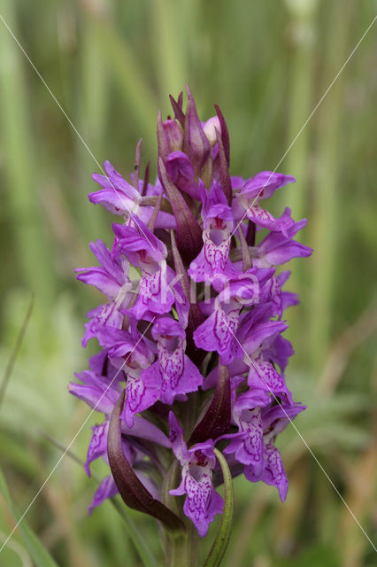 Vleeskleurige orchis (Dactylorhiza incarnata)