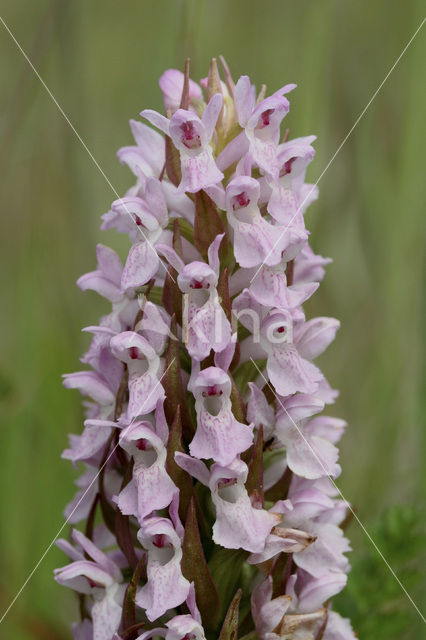 Vleeskleurige orchis (Dactylorhiza incarnata)