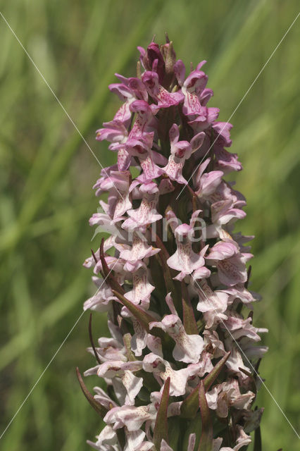 Vleeskleurige orchis (Dactylorhiza incarnata)