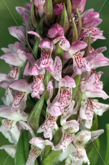 Early Marsh-orchid (Dactylorhiza incarnata)