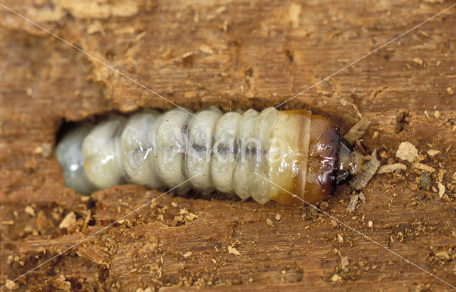 Vliegend hert (Lucanus cervus)