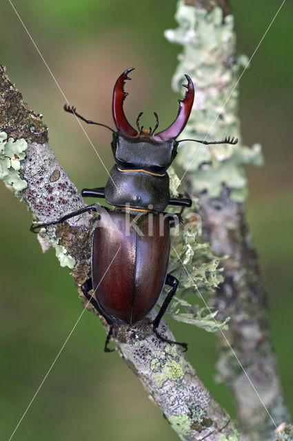 Vliegend hert (Lucanus cervus)