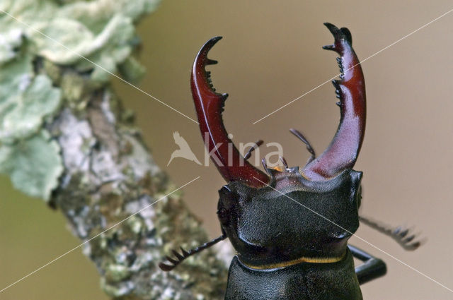 Vliegend hert (Lucanus cervus)