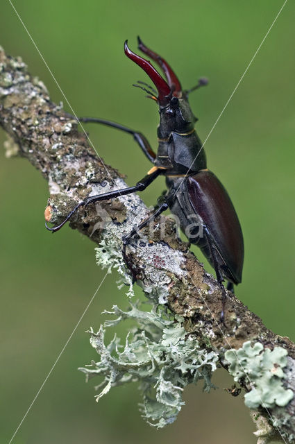 Vliegend hert (Lucanus cervus)