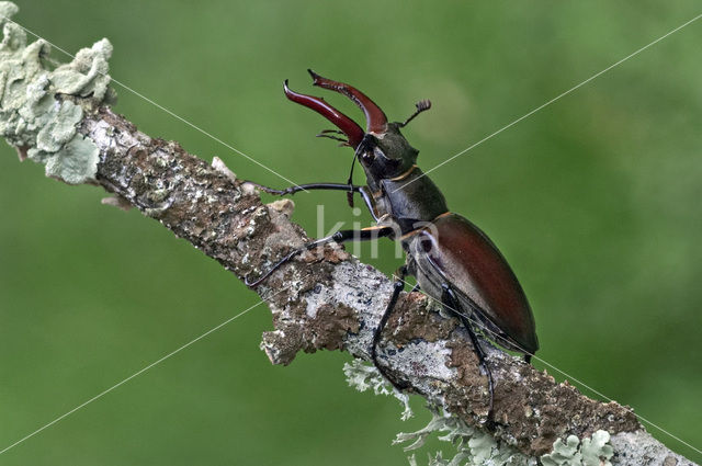 Vliegend hert (Lucanus cervus)