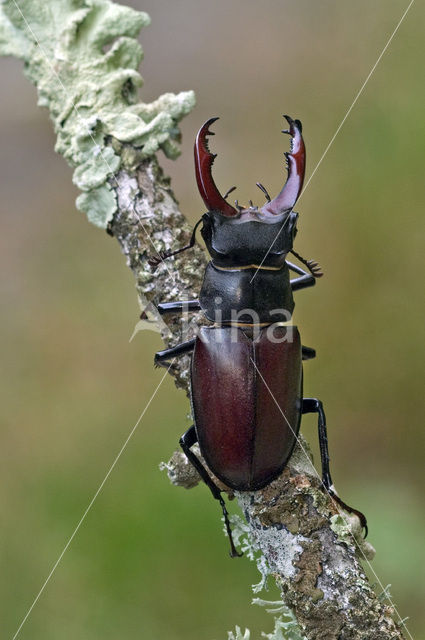 Vliegend hert (Lucanus cervus)