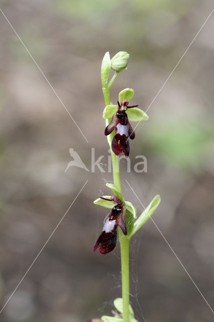 Vliegenorchis (Ophrys insectifera)