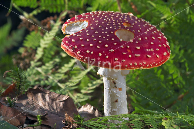 Vliegenzwam (Amanita muscaria)