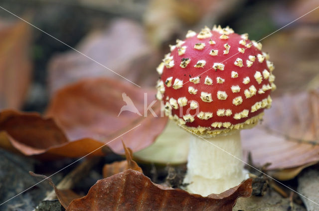 Vliegenzwam (Amanita muscaria)