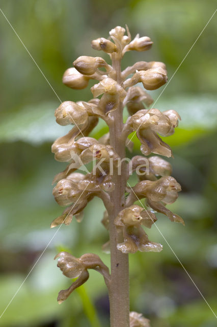 Bird’s-nest Orchid (Neottia nidus-avis)