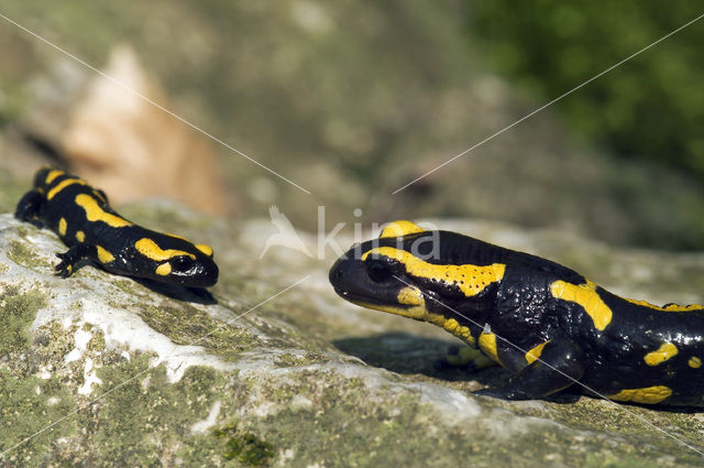 Vuursalamander (Salamandra salamandra)