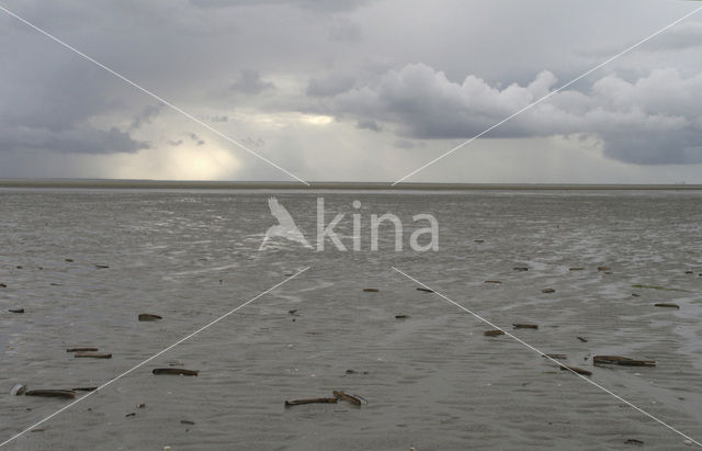 Waddenzee