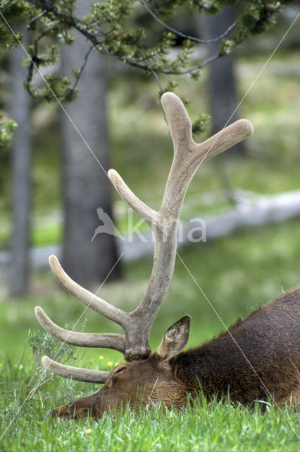 Wapiti (Cervus canadensis)