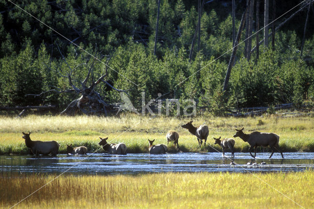 Wapiti (Cervus canadensis)